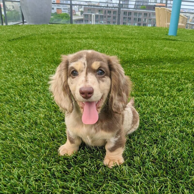 Dachshund puppies for sale